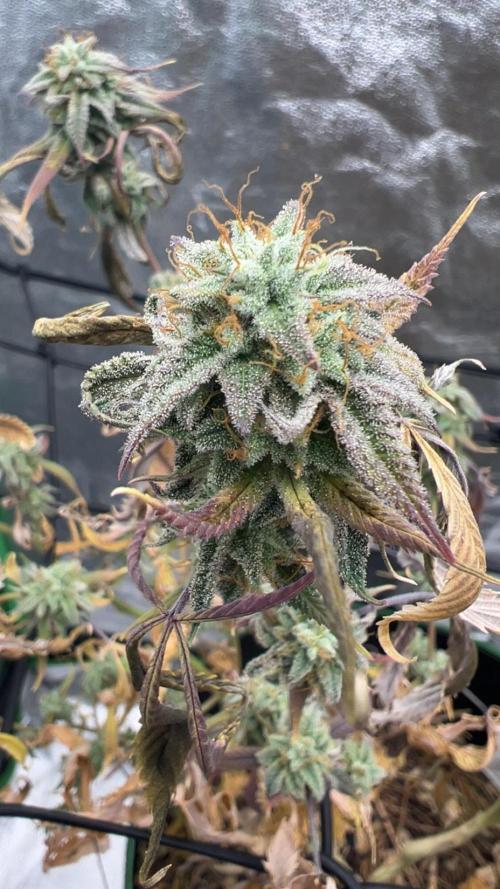 Grounded Gen & Shuga Seeds. Week 17 - Guccibang