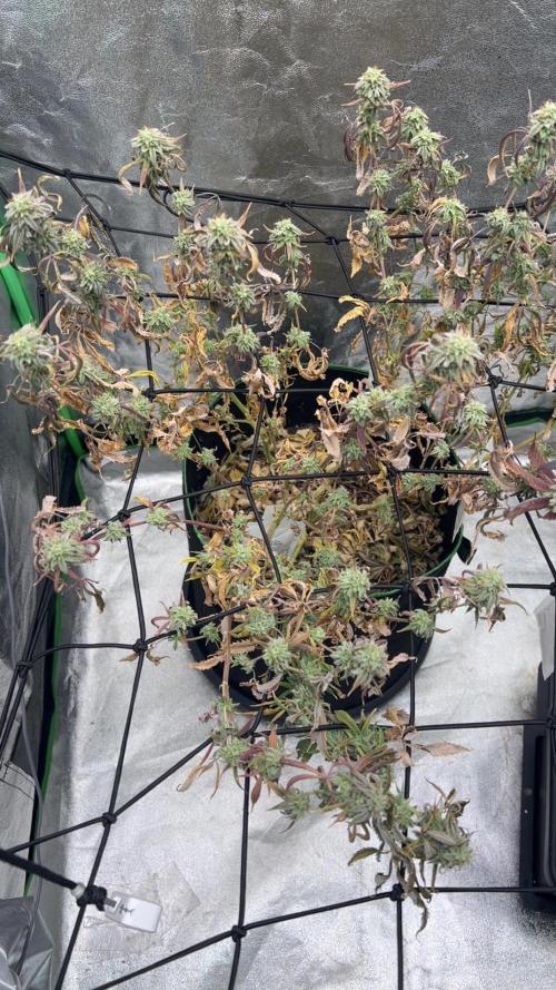 Grounded Gen & Shuga Seeds. Week 17 - Guccibang