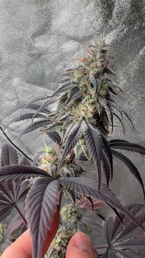 Grounded Gen & Shuga Seeds. Week 17 - Pink Poochies