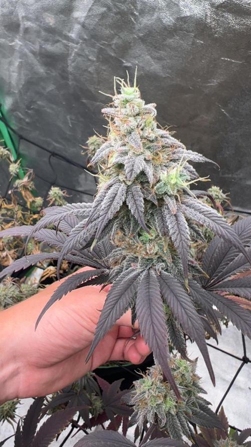 Grounded Gen & Shuga Seeds. Week 17 - Pink Poochies