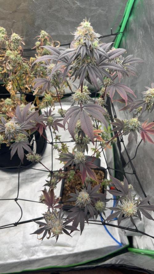 Grounded Gen & Shuga Seeds. Week 17 - Pink Poochies