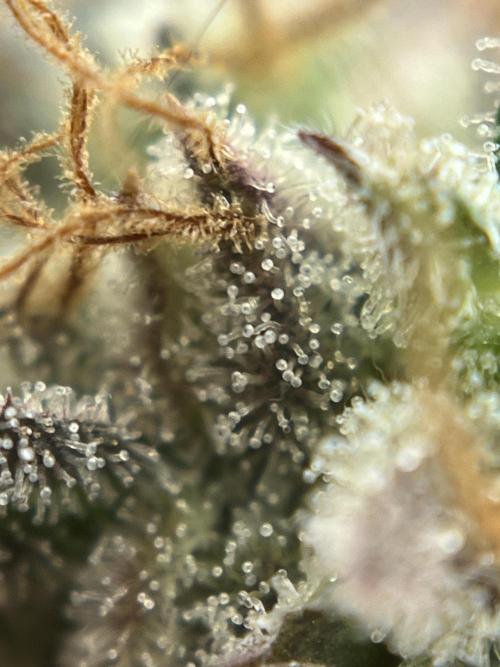 Grounded Gen & Shuga Seeds. Week 18