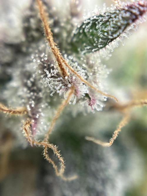 Grounded Gen & Shuga Seeds. Week 18