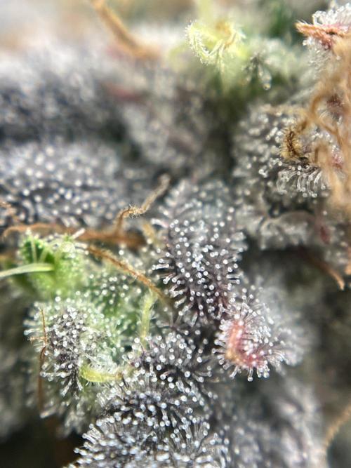 Grounded Gen & Shuga Seeds. Week 18