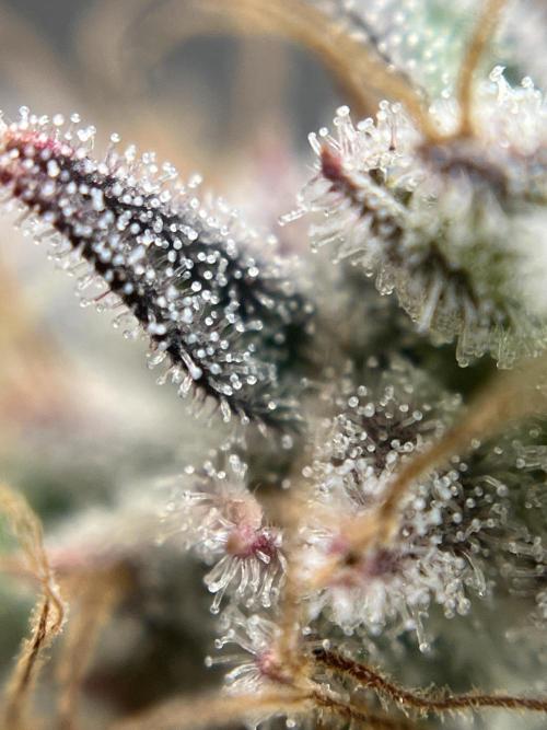 Grounded Gen & Shuga Seeds. Week 18