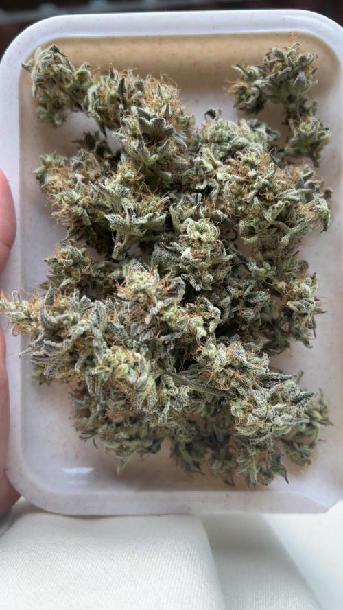 Grounded Gen & Shuga Seeds. Week 18