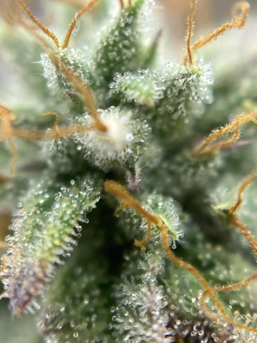 Grounded Gen & Shuga Seeds. Week 18