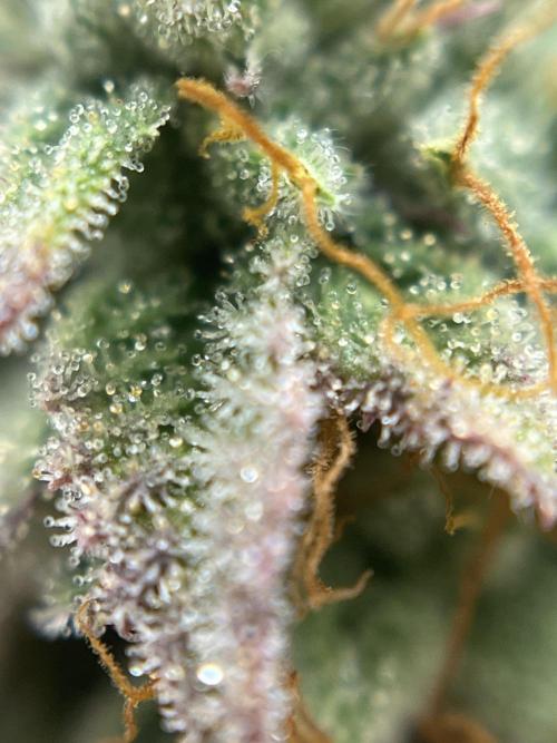 Grounded Gen & Shuga Seeds. Week 18