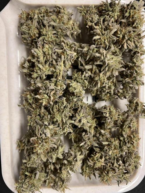 Grounded Gen & Shuga Seeds. Week 18