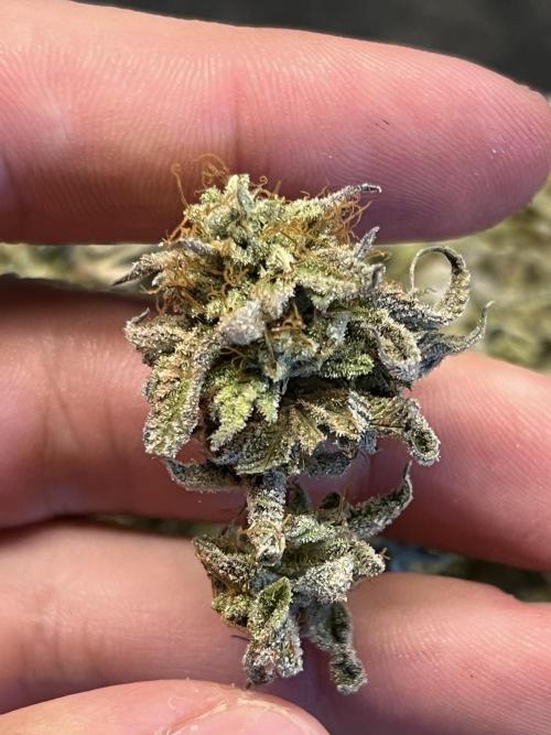 Grounded Gen & Shuga Seeds. Week 18