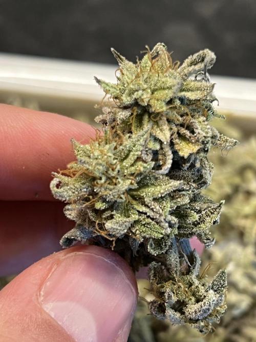 Grounded Gen & Shuga Seeds. Week 18