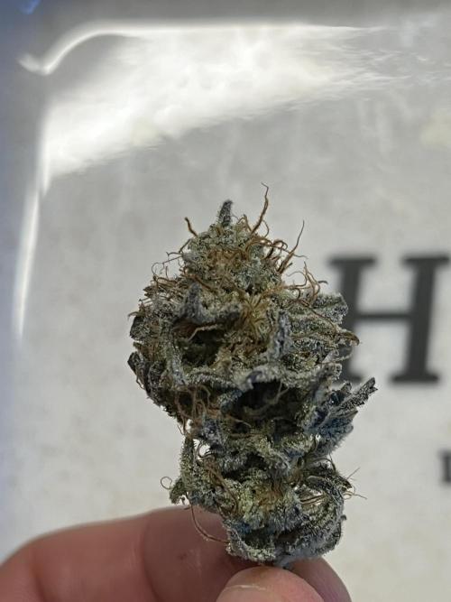 Grounded Gen & Shuga Seeds. Week 18