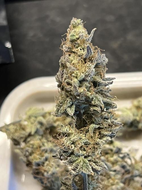 Grounded Gen & Shuga Seeds. Week 18