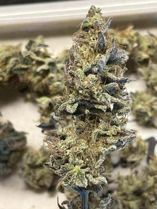 Grounded Gen & Shuga Seeds. Week 18