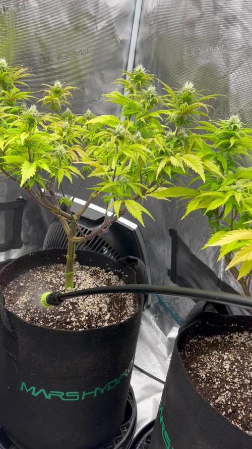 Acapulco Gold & Laughing Buddha - Barney’s Farm