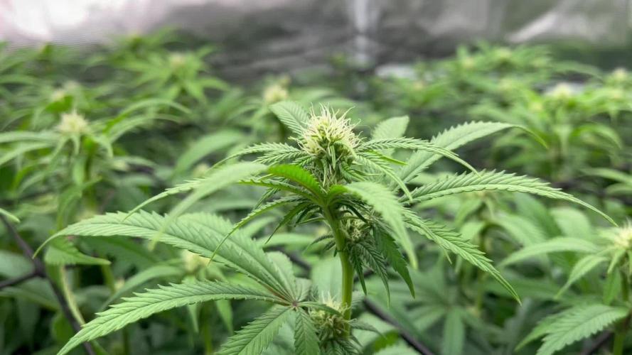 Laughing Buddha - Barney’s Farm (4x Clones) 2025