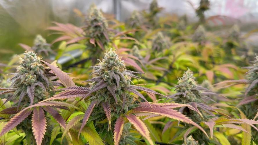 Laughing Buddha - Barney’s Farm (4x Clones) 2025