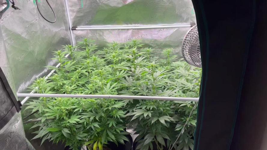 Glookies and Triple Cheese