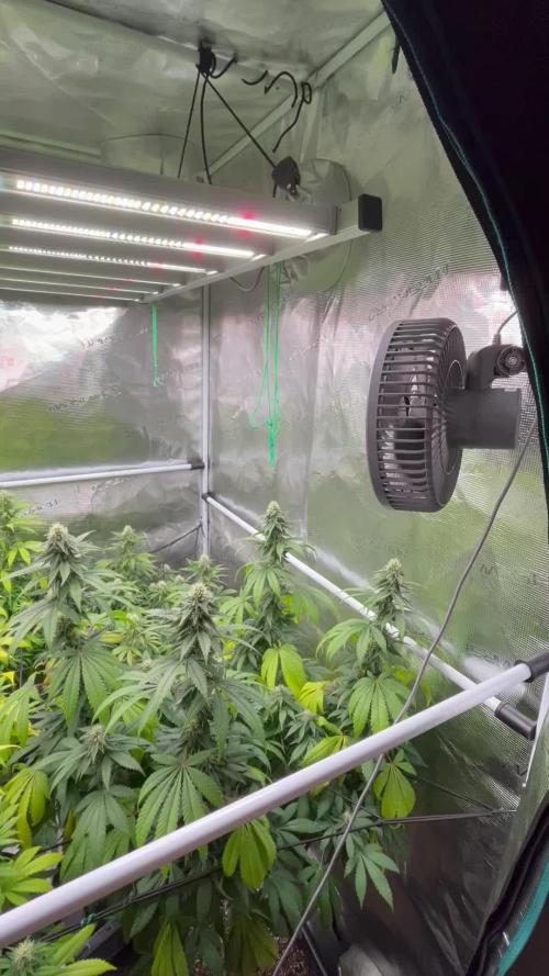 Glookies and Triple Cheese