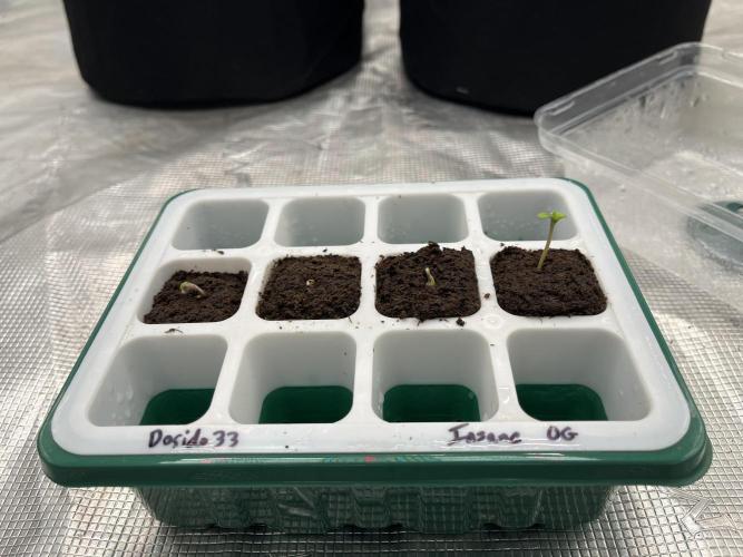 Insane OG and Dosido 33. Week 0