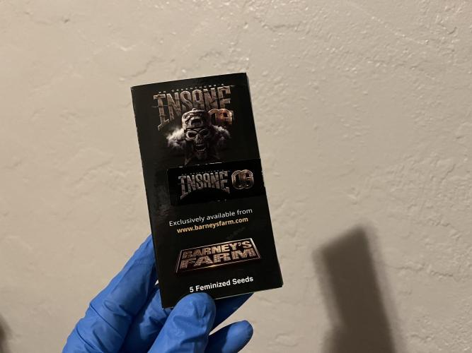 Insane OG and Dosido 33. Week 0