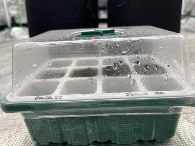 Insane OG and Dosido 33. Week 0