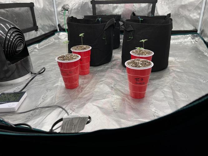 Insane OG and Dosido 33. Week 1