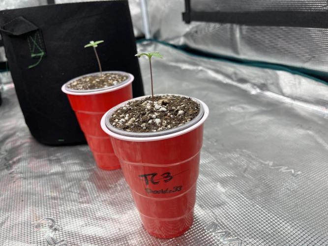 Insane OG and Dosido 33. Week 1