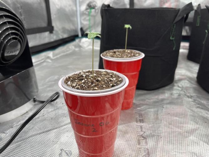 Insane OG and Dosido 33. Week 1