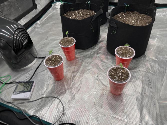 Insane OG and Dosido 33. Week 1