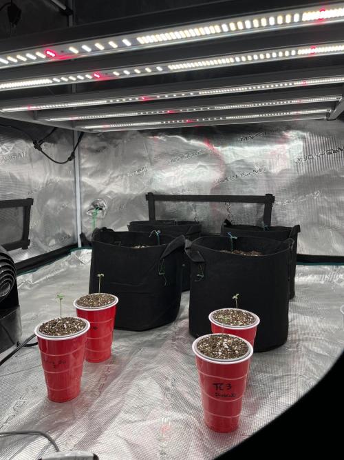 Insane OG and Dosido 33. Week 1