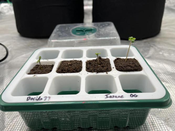 Insane OG and Dosido 33. Week 1