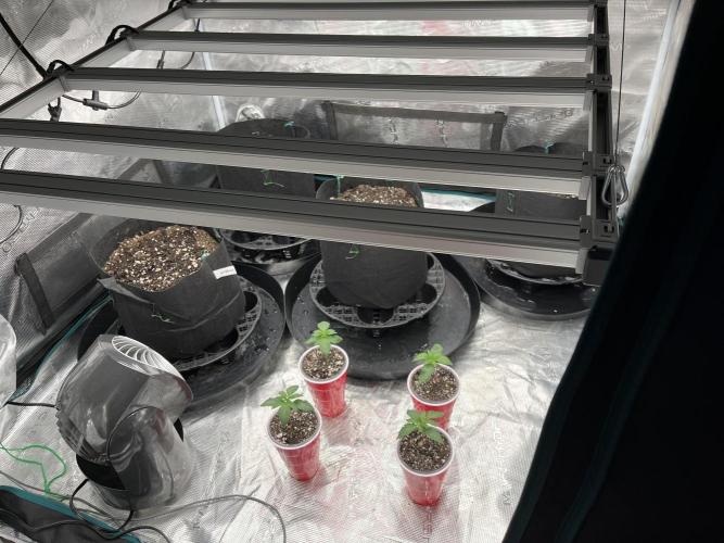 Insane OG and Dosido 33. Week 2