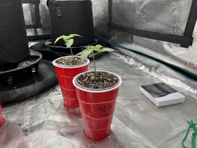 Insane OG and Dosido 33. Week 2