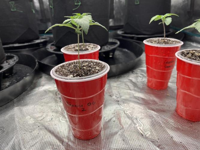 Insane OG and Dosido 33. Week 2