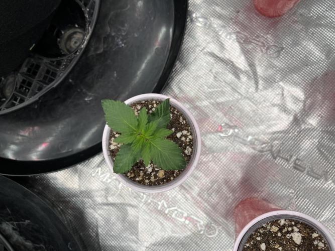 Insane OG and Dosido 33. Week 2