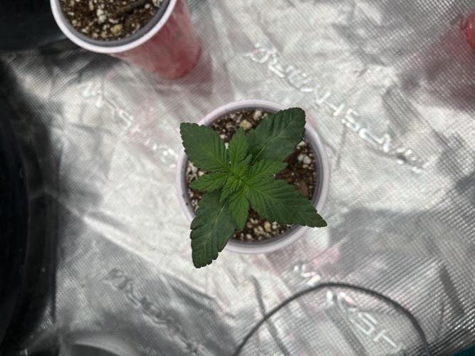 Insane OG and Dosido 33. Week 2