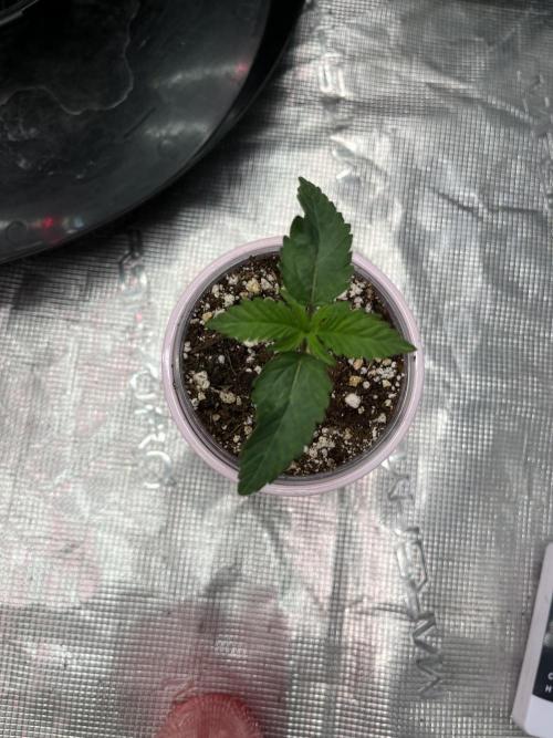 Insane OG and Dosido 33. Week 2