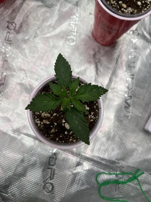 Insane OG and Dosido 33. Week 2