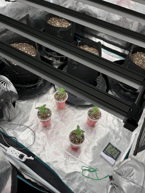 Insane OG and Dosido 33. Week 2