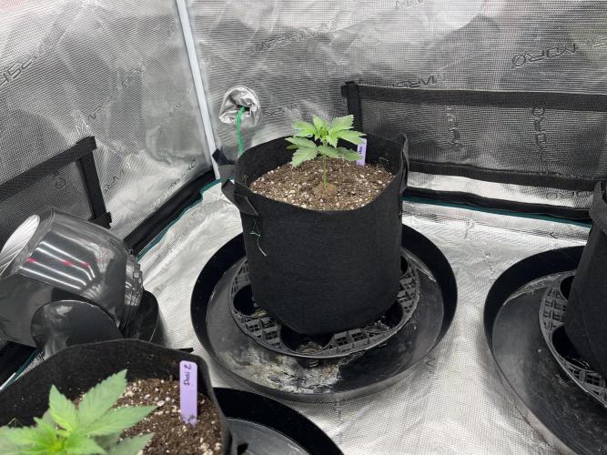 Insane OG and Dosido 33. Week 3