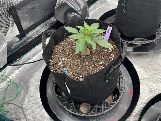 Insane OG and Dosido 33. Week 3