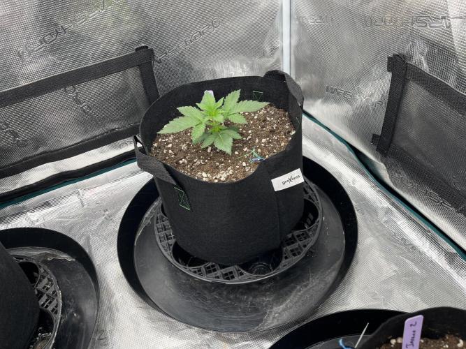 Insane OG and Dosido 33. Week 3