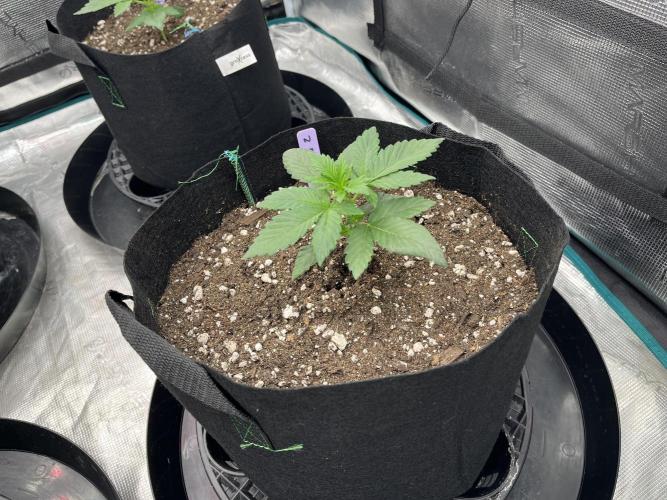 Insane OG and Dosido 33. Week 3