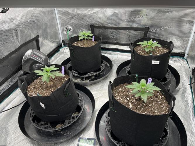 Insane OG and Dosido 33. Week 3