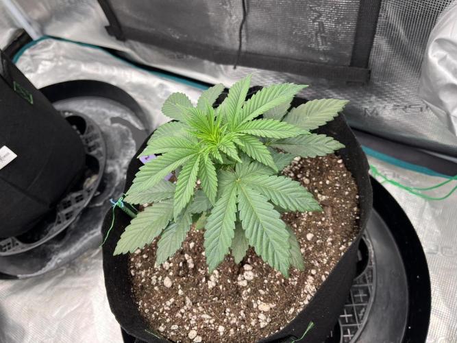 Insane OG and Dosido 33. Week 4