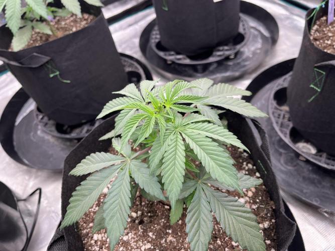 Insane OG and Dosido 33. Week 4