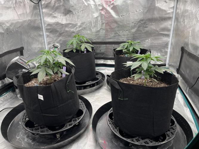 Insane OG and Dosido 33. Week 4