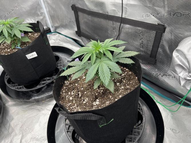 Insane OG and Dosido 33. Week 4