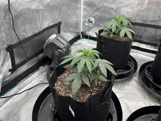 Insane OG and Dosido 33. Week 4